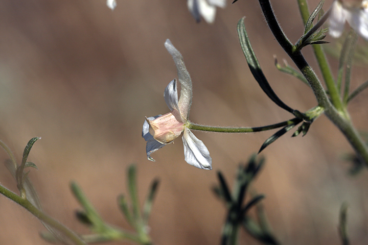 Image of Delphinium camptocarpum specimen.