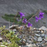 род Campanula