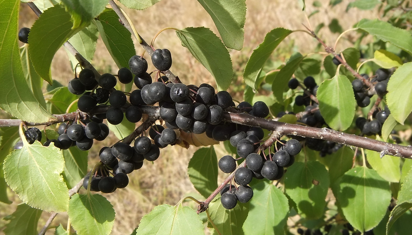 Изображение особи Rhamnus cathartica.