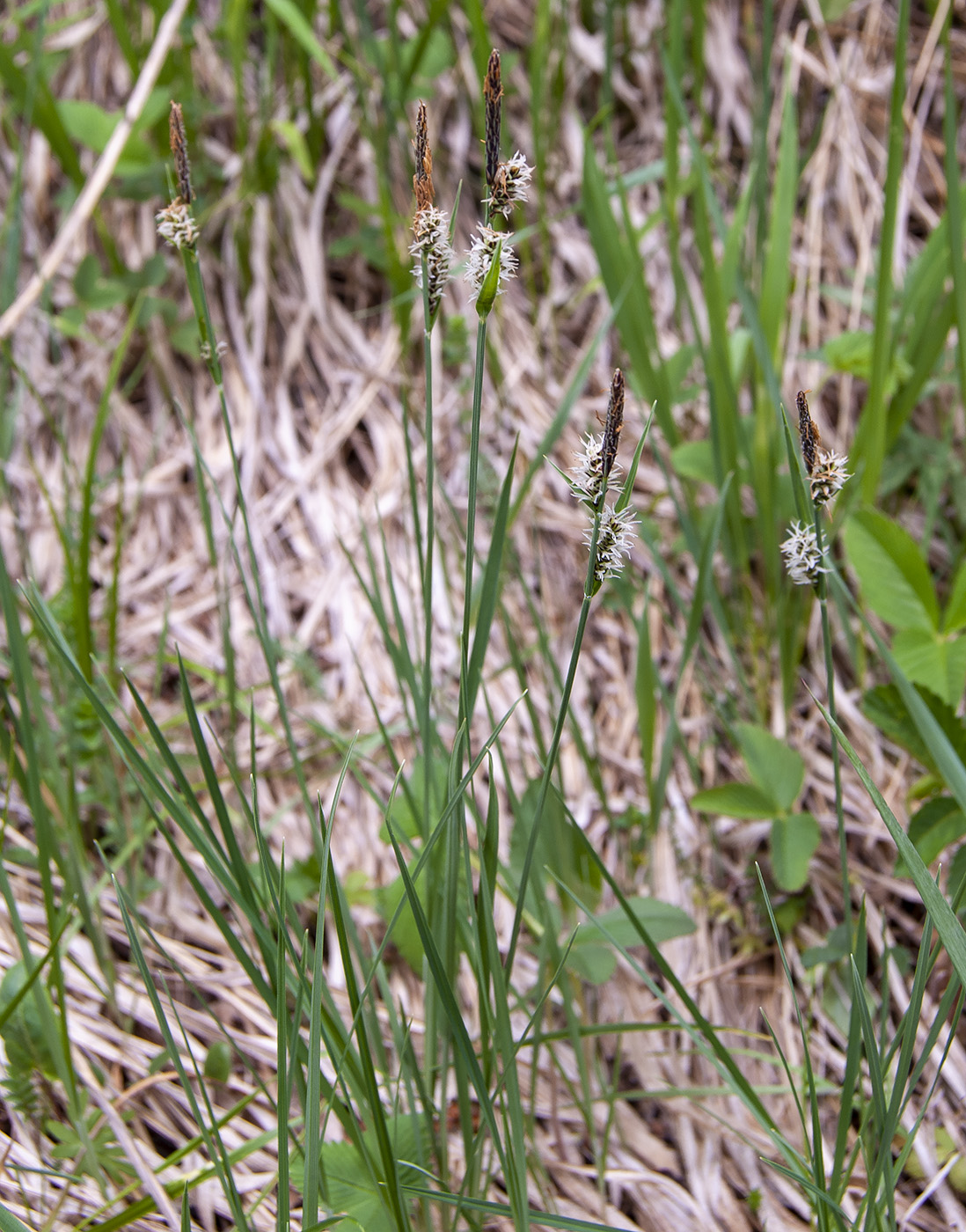 Image of genus Carex specimen.