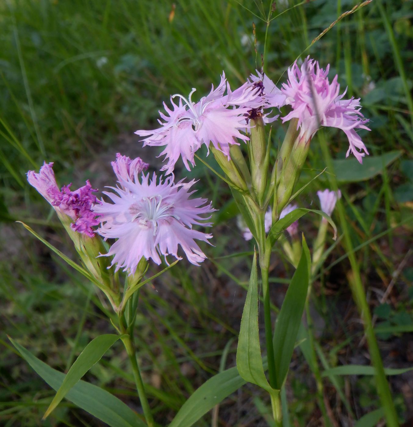 Изображение особи Dianthus &times; courtoisii.