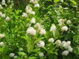 Ceanothus americanus. Побеги с соцветиями. Томск, Сибирский ботанический сад ТГУ, в культуре. 30.07.2019.