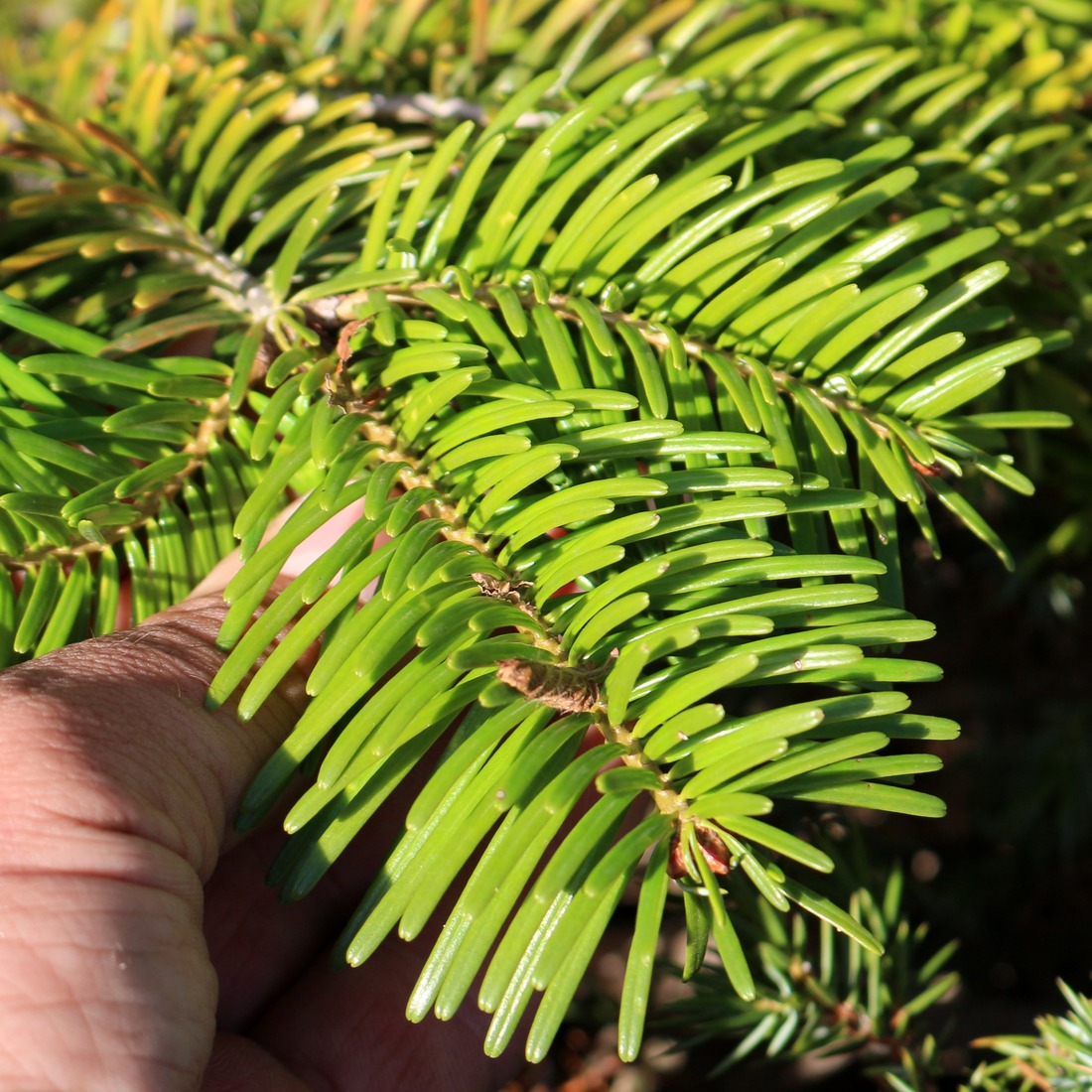 Изображение особи Abies nordmanniana.