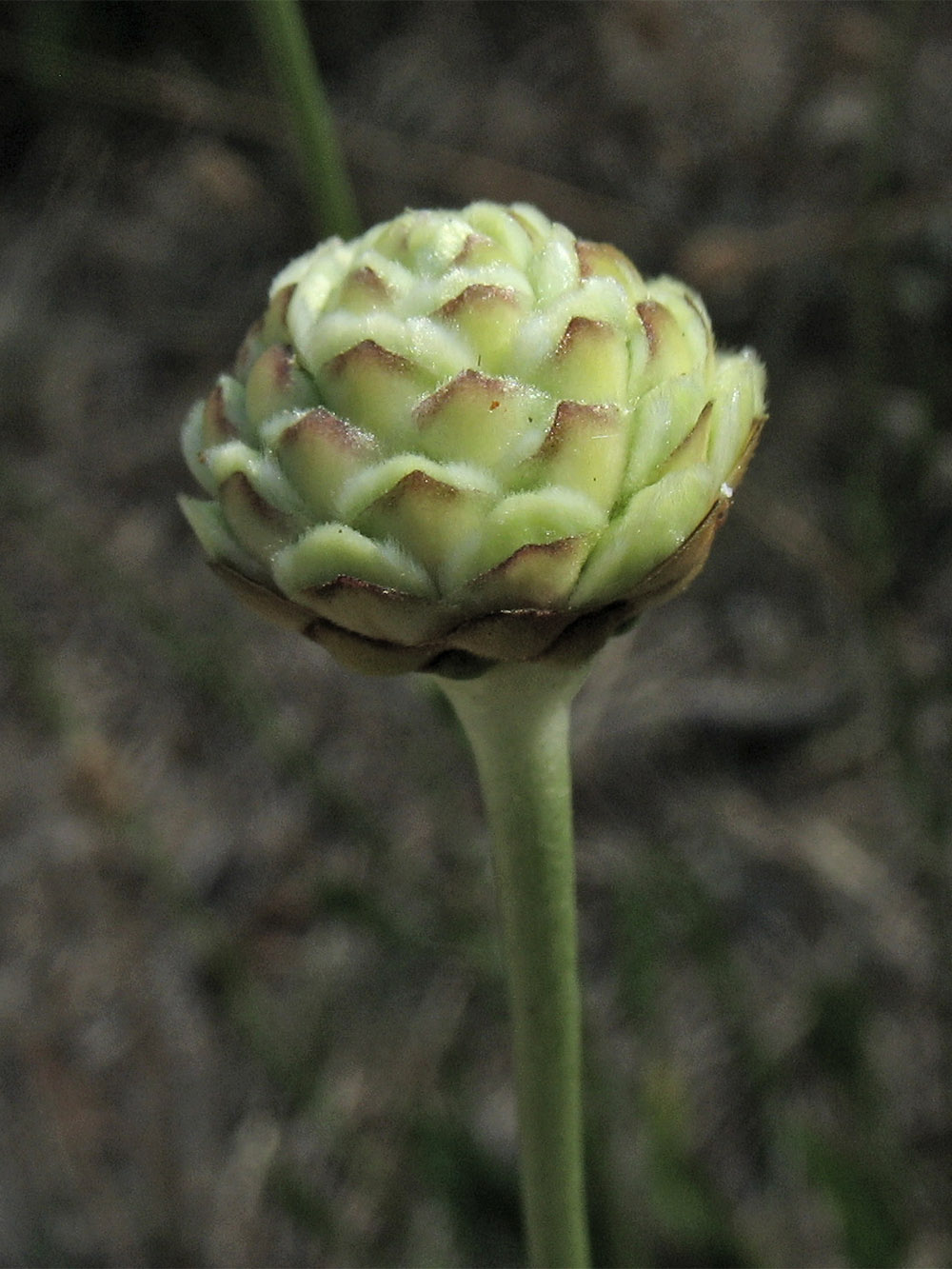 Изображение особи Cephalaria leucantha.