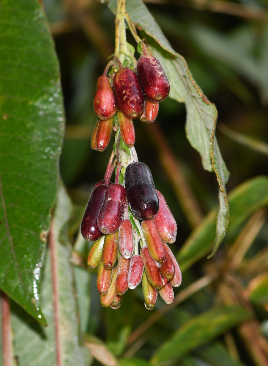 Image of Fuchsia boliviana specimen.