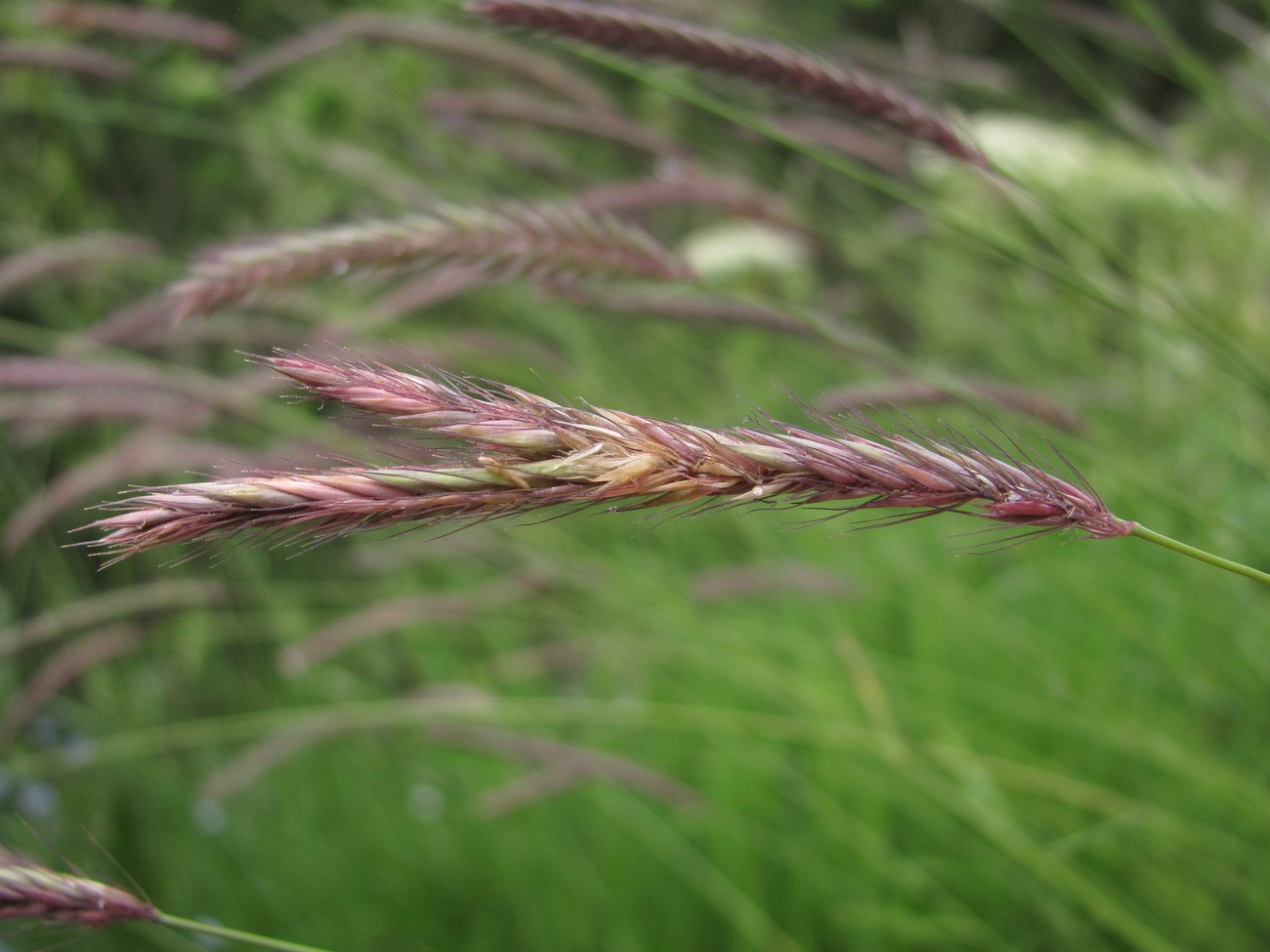 Image of Hordeum violaceum specimen.