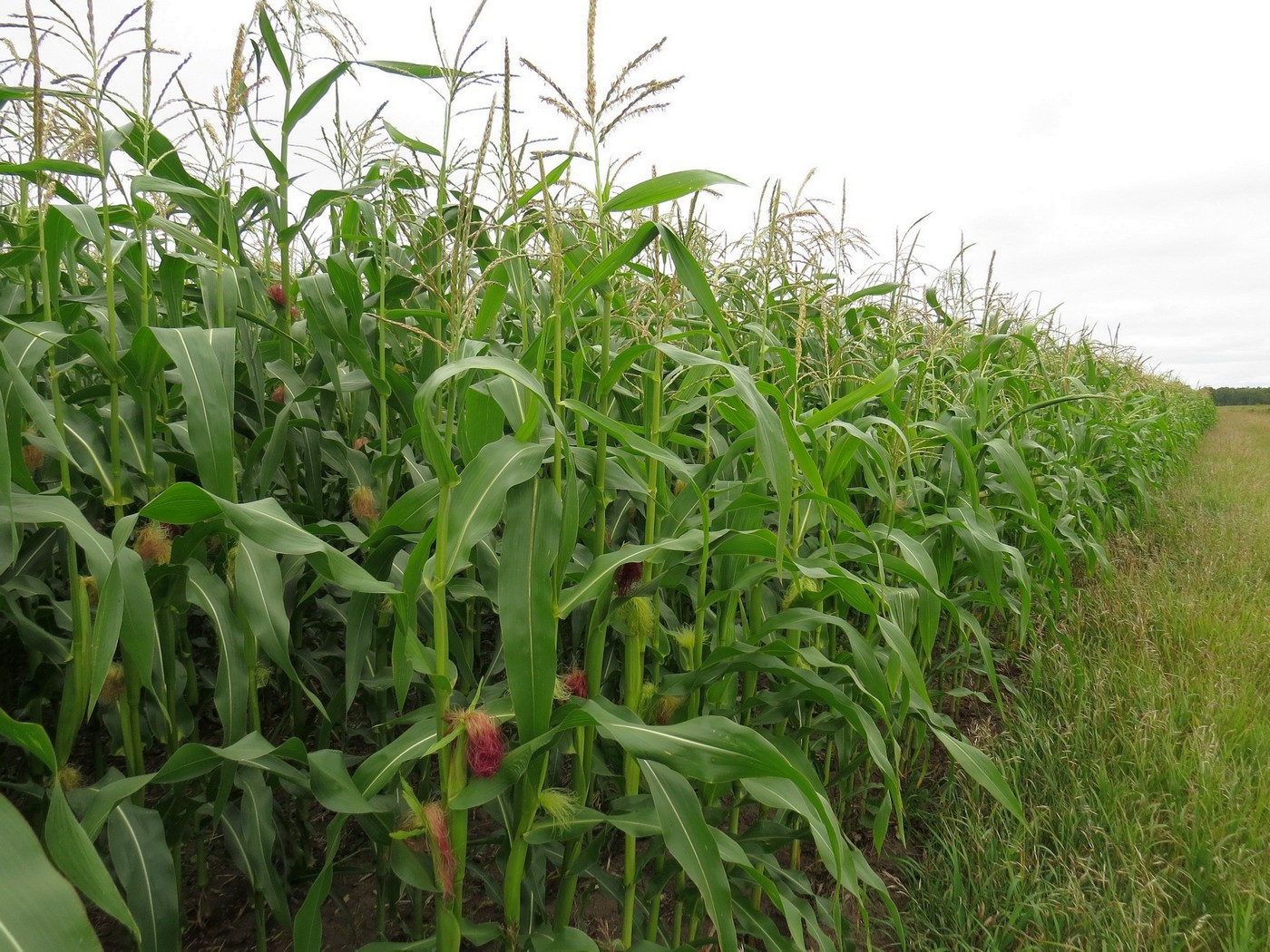 Image of Zea mays specimen.