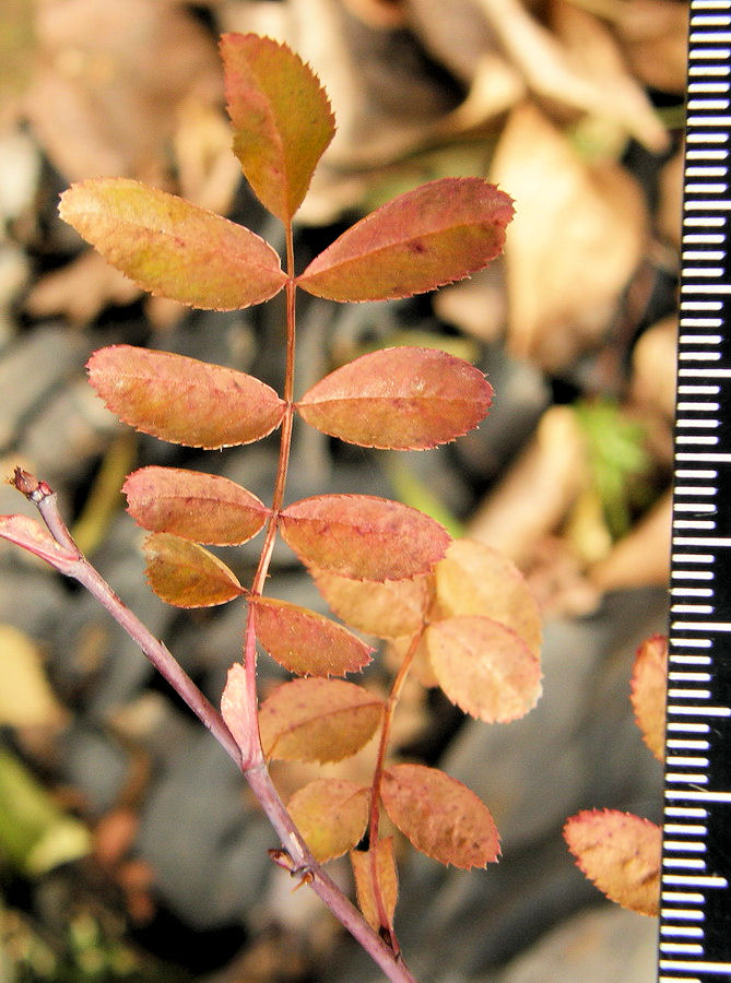 Image of Rosa koreana specimen.