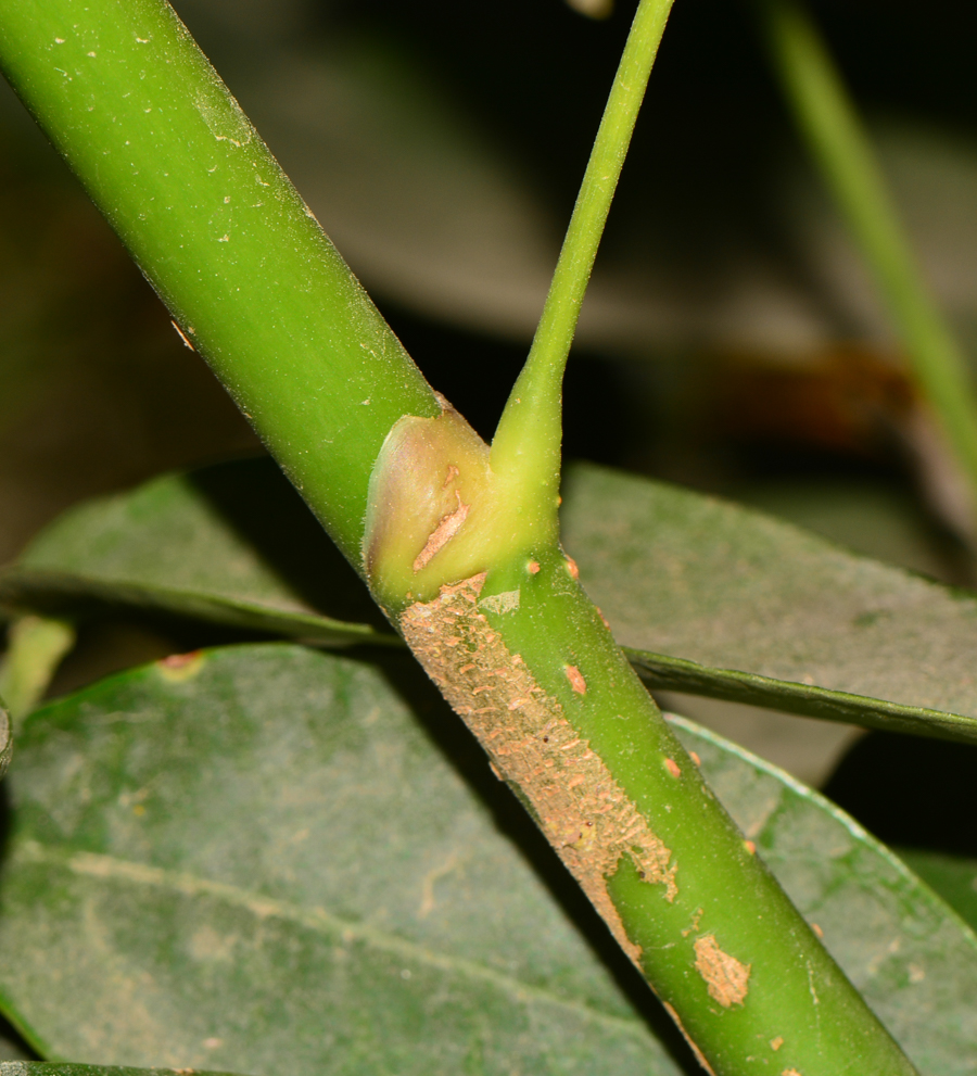 Изображение особи Schefflera digitata.