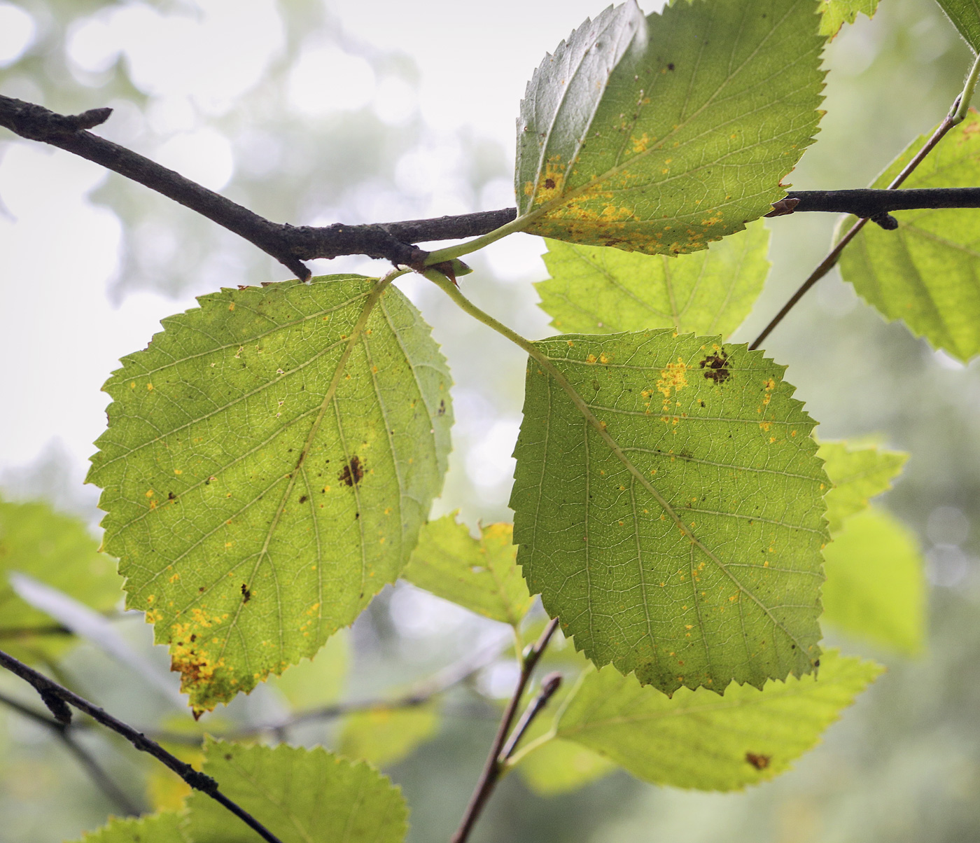 Изображение особи род Betula.