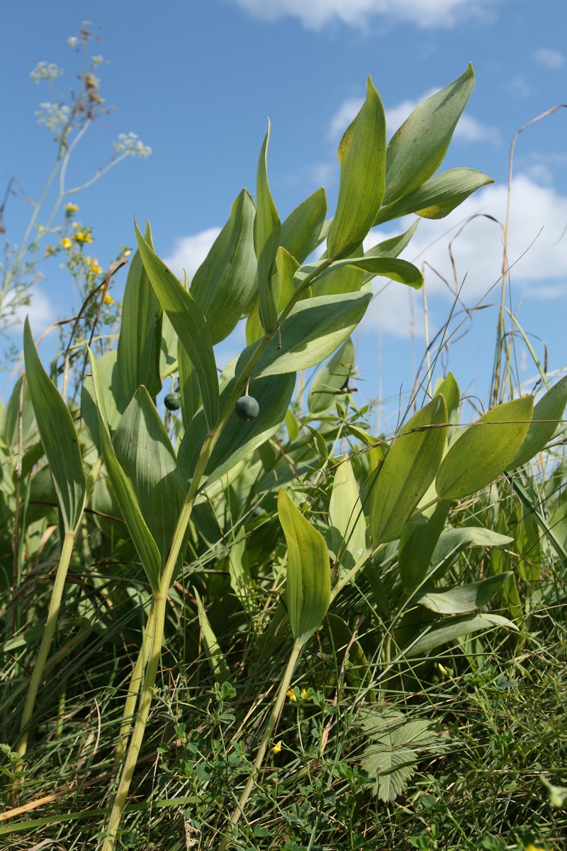 Image of Polygonatum odoratum specimen.