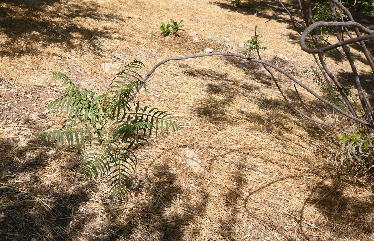 Image of Erythrophysa transvaalensis specimen.