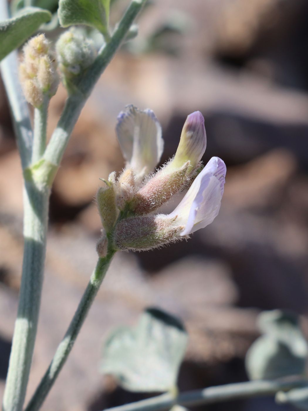 Image of Astragalus ammotrophus specimen.