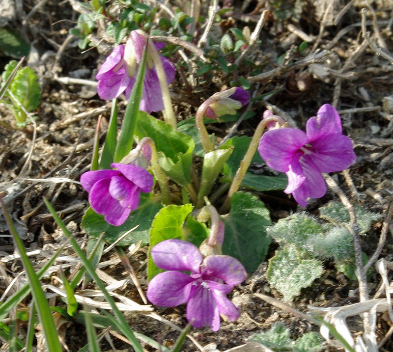 Image of Viola somchetica specimen.