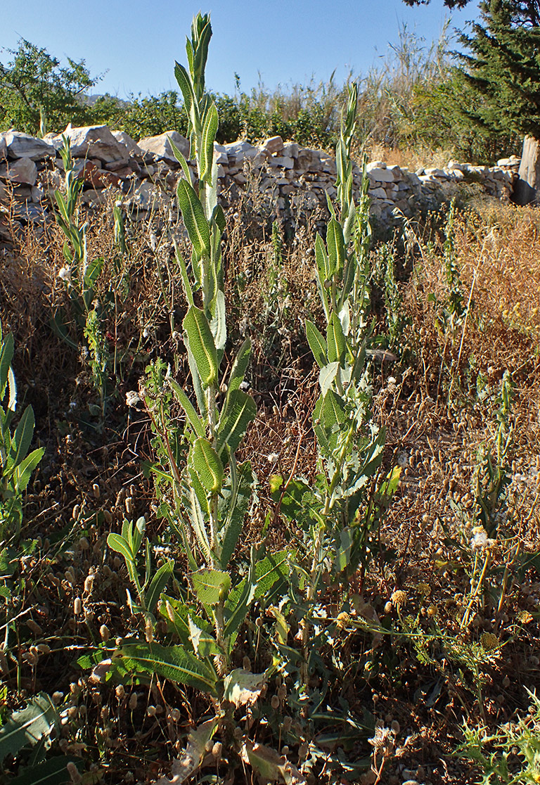 Image of Lactuca virosa specimen.