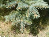 Picea form glauca