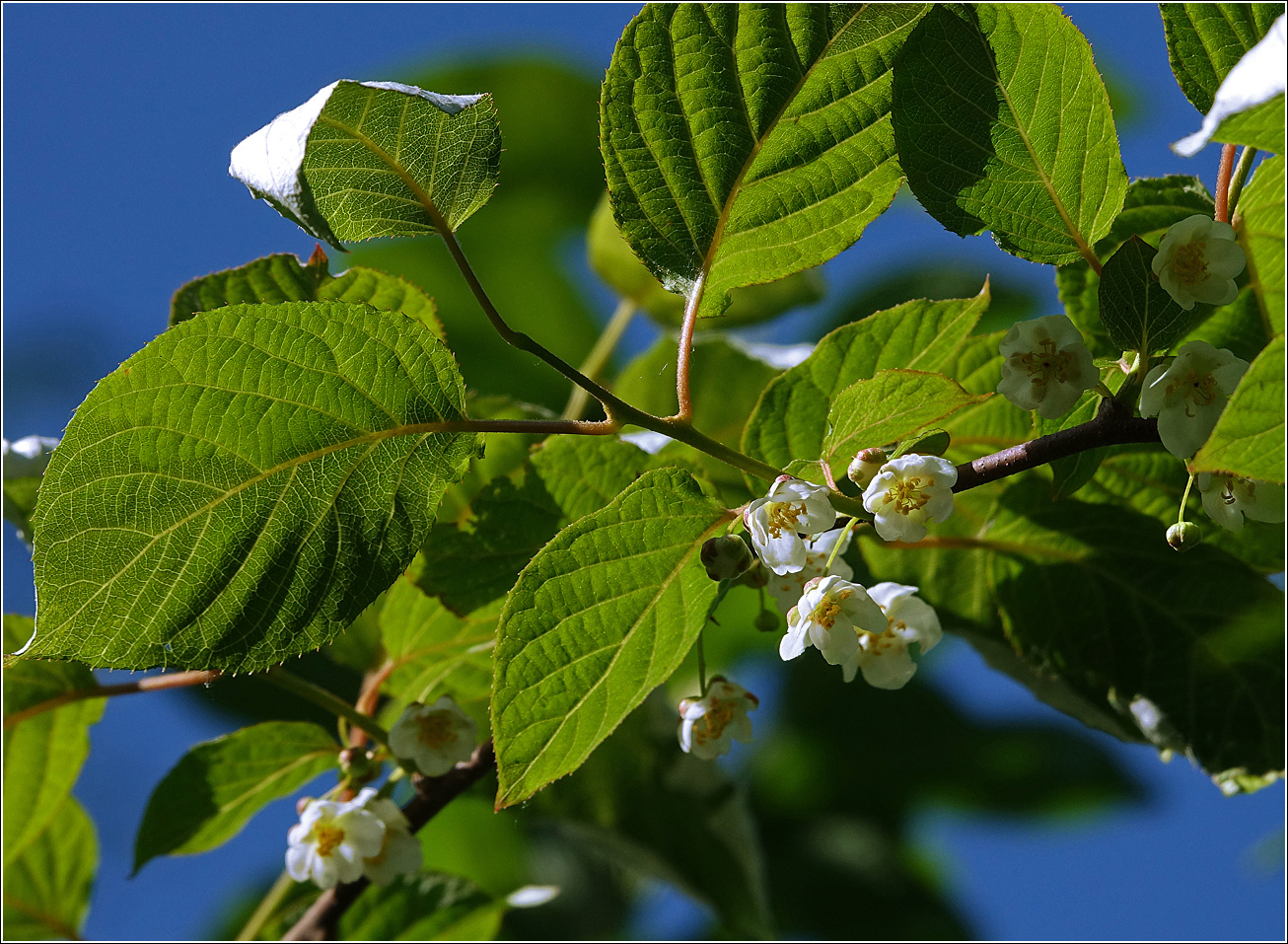 Изображение особи Actinidia kolomikta.