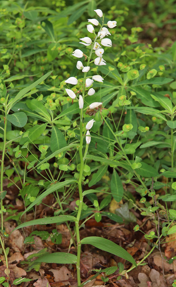 Image of Cephalanthera longifolia specimen.