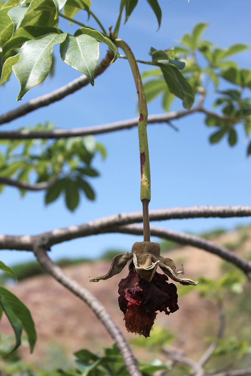 Изображение особи Adansonia digitata.