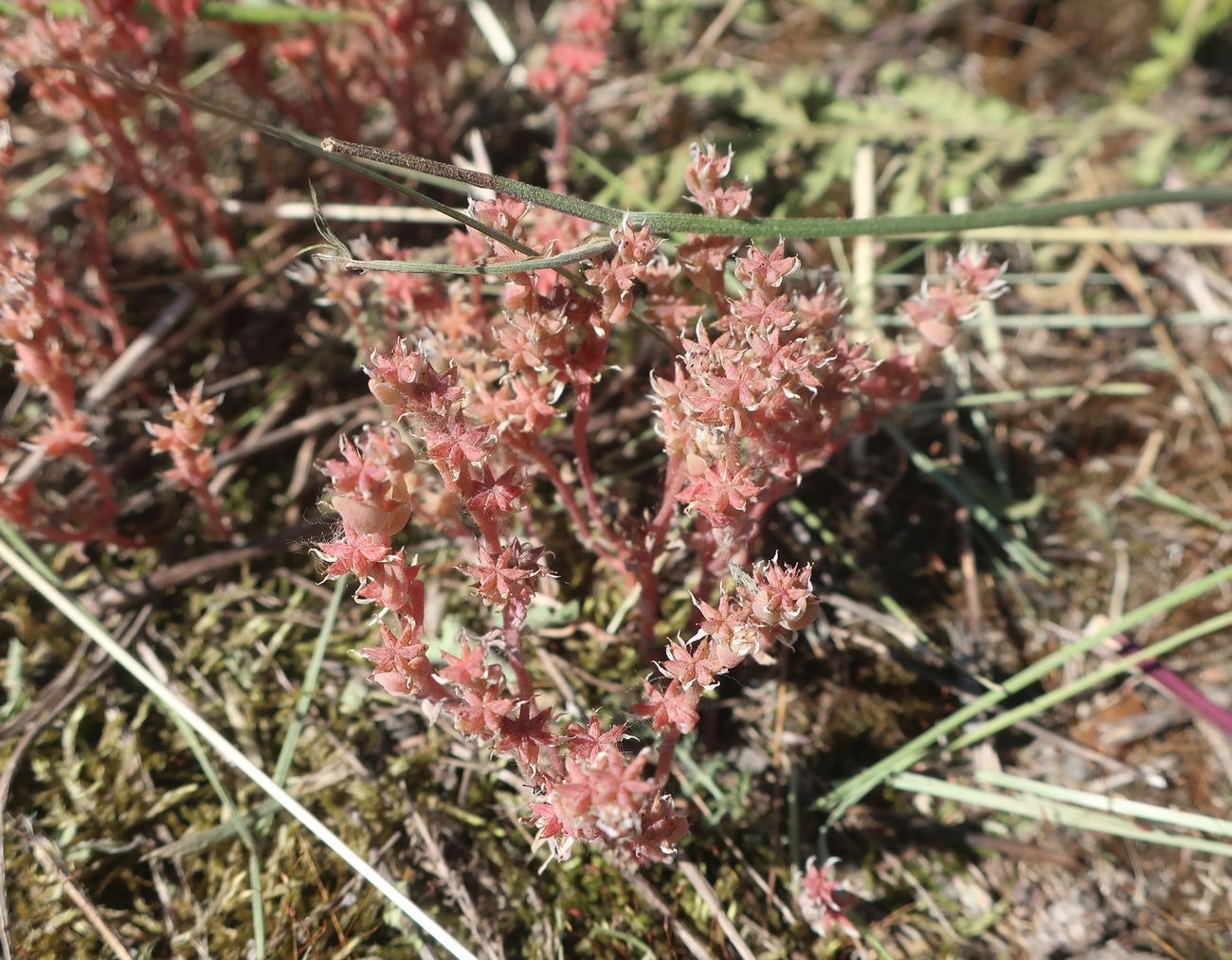 Image of Sedum hispanicum specimen.