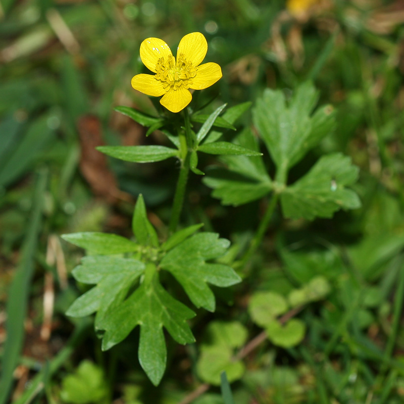 Image of genus Ranunculus specimen.