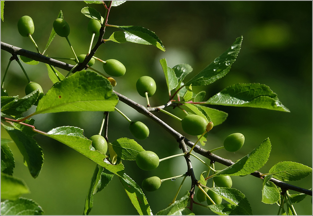 Image of Prunus spinosa specimen.