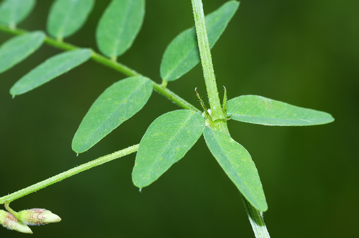 Изображение особи Vicia woroschilovii.