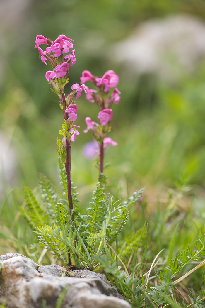 Изображение особи Pedicularis nordmanniana.