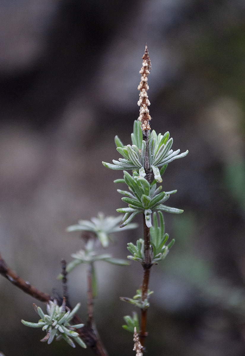 Image of Lavandula stoechas specimen.