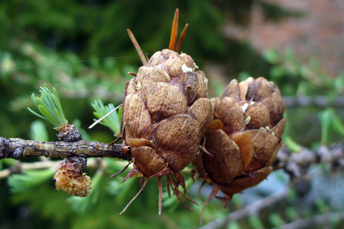 Image of Larix sibirica specimen.