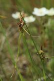 Carex scandinavica