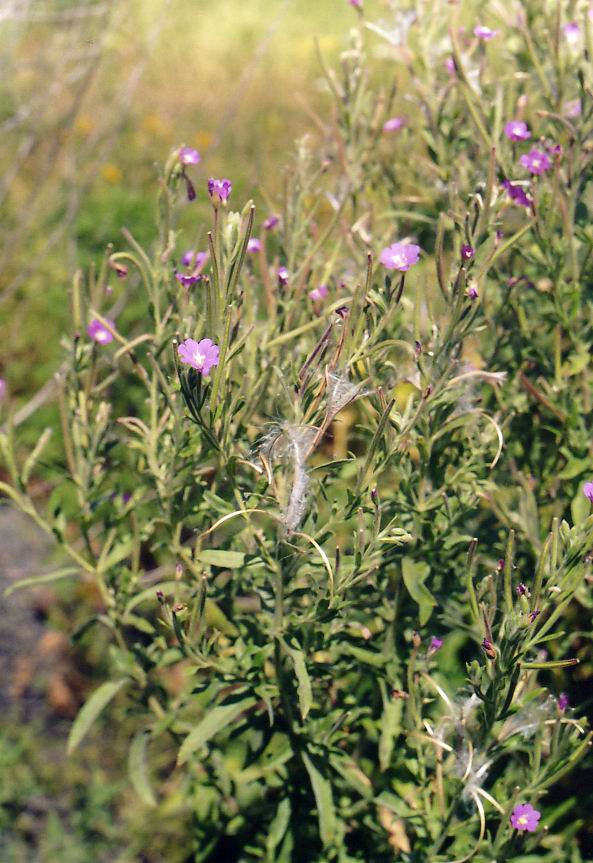 Image of Epilobium hirsutum specimen.