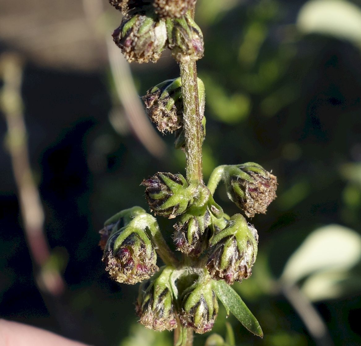 Изображение особи Artemisia arctica.