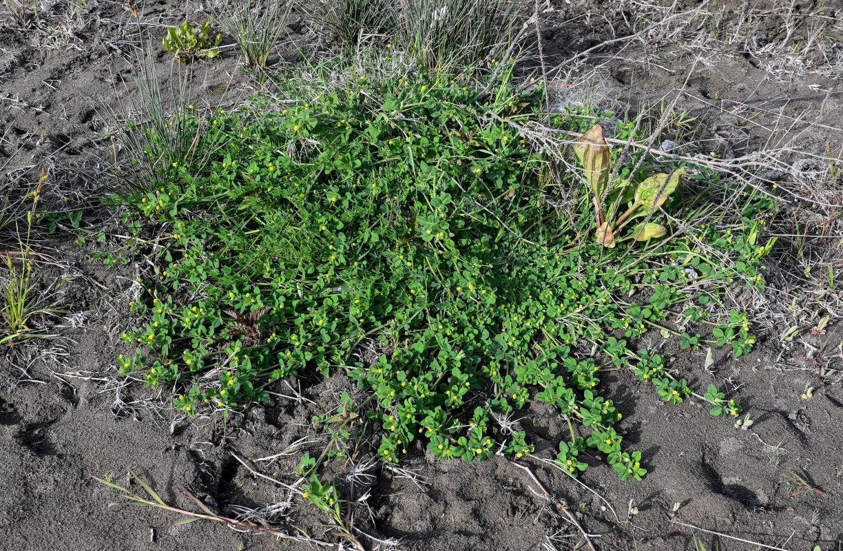 Изображение особи Medicago lupulina.