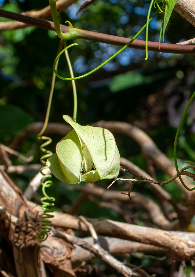 Image of Passiflora maliformis specimen.