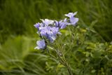 Смотреть изображение Linum lanuginosum