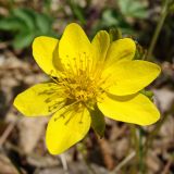 Waldsteinia ternata subspecies maximowicziana. Цветок. Хабаровский край, окр. г. Комсомольск-на-Амуре, смешанный лес с преобладанием берёзы (Betula), на лесной дороге. 15.05.2023.