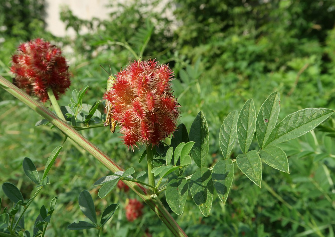 Image of Glycyrrhiza echinata specimen.