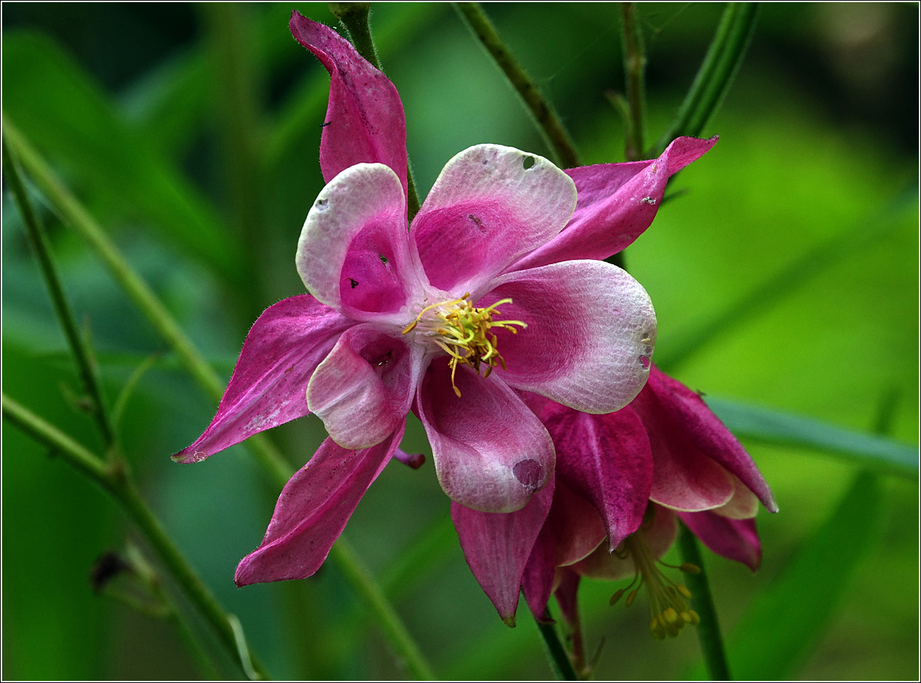 Image of Aquilegia vulgaris specimen.