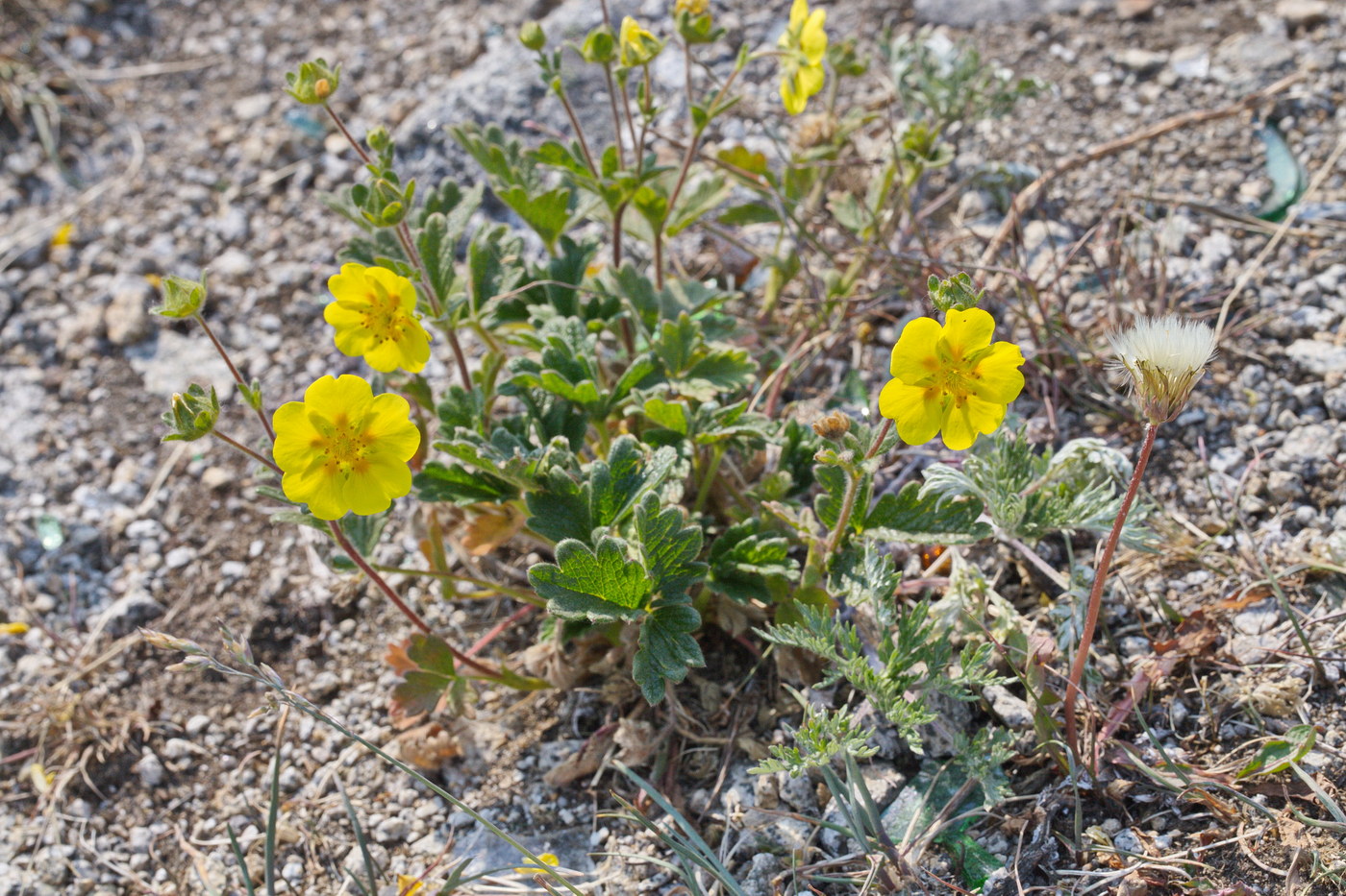 Изображение особи Potentilla fragiformis.