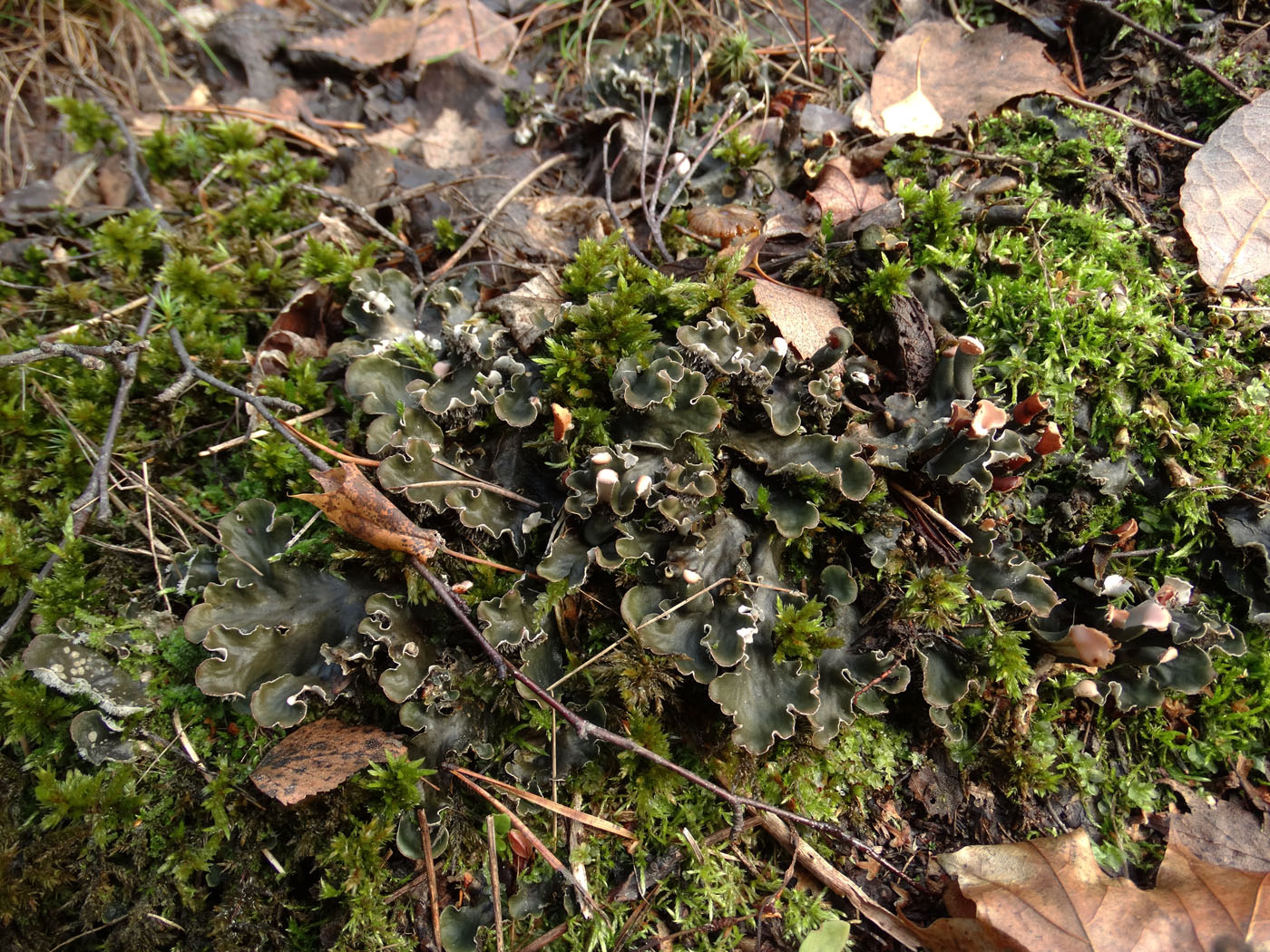 Image of genus Peltigera specimen.