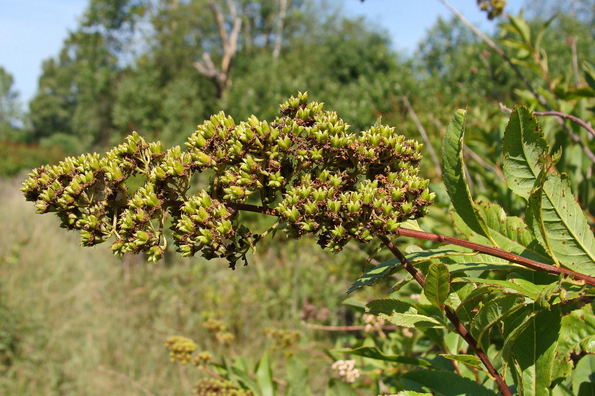 Image of Spiraea salicifolia specimen.