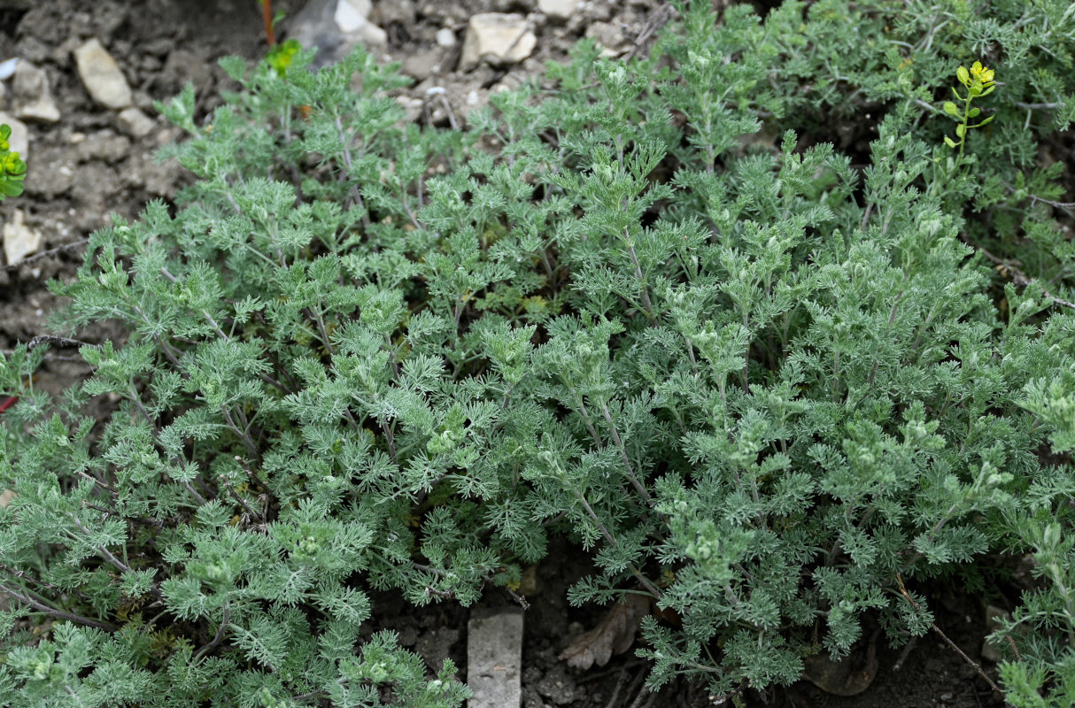 Image of genus Artemisia specimen.