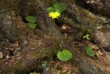 Dolichorrhiza renifolia. Цветущее растение, Республика Карачаево-Черкессия, Карачаевский р-н, берег реки Махар. 06.07.2023.