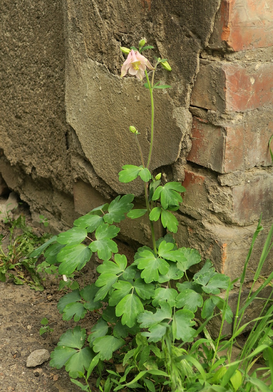 Image of Aquilegia vulgaris specimen.