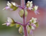 Ocimum tenuiflorum. Часть соцветия. Таиланд, Бангкок, Донмыанг, жилой квартал, у забора, в культуре. 11.09.2023.