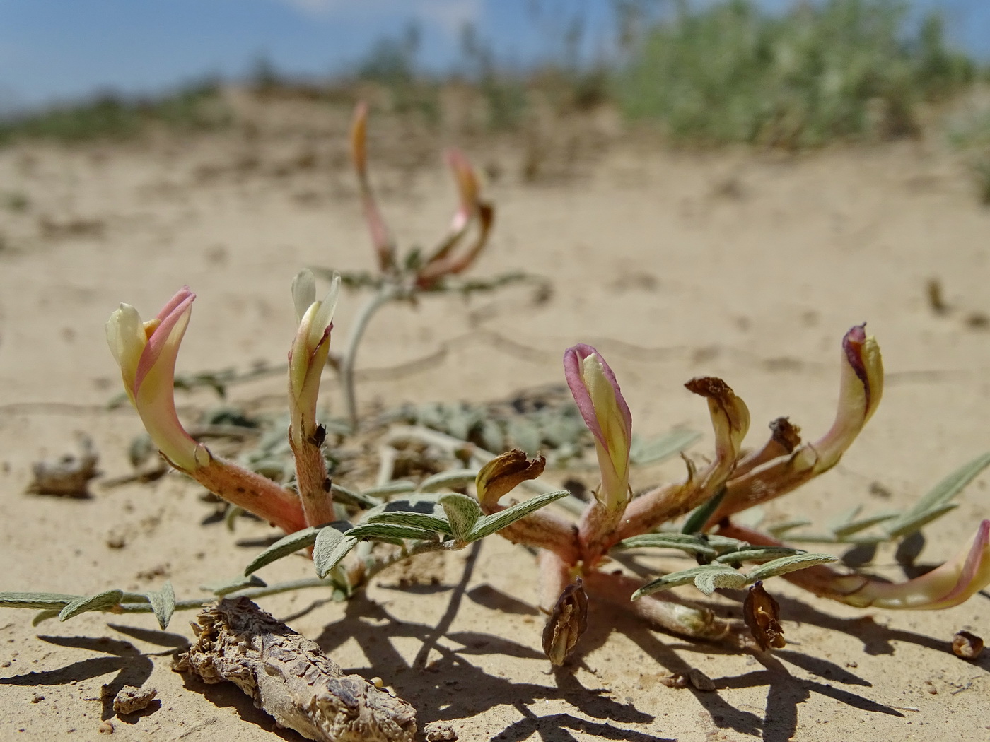 Image of Astragalus erioceras specimen.