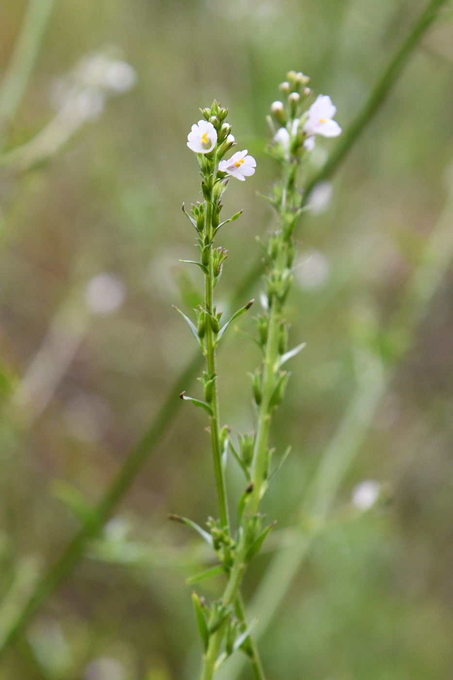 Image of Leptorhabdos parviflora specimen.