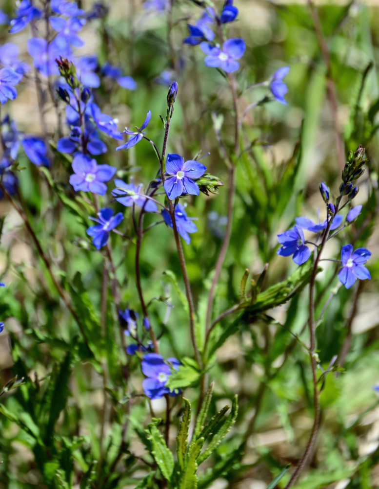 Image of Veronica krylovii specimen.