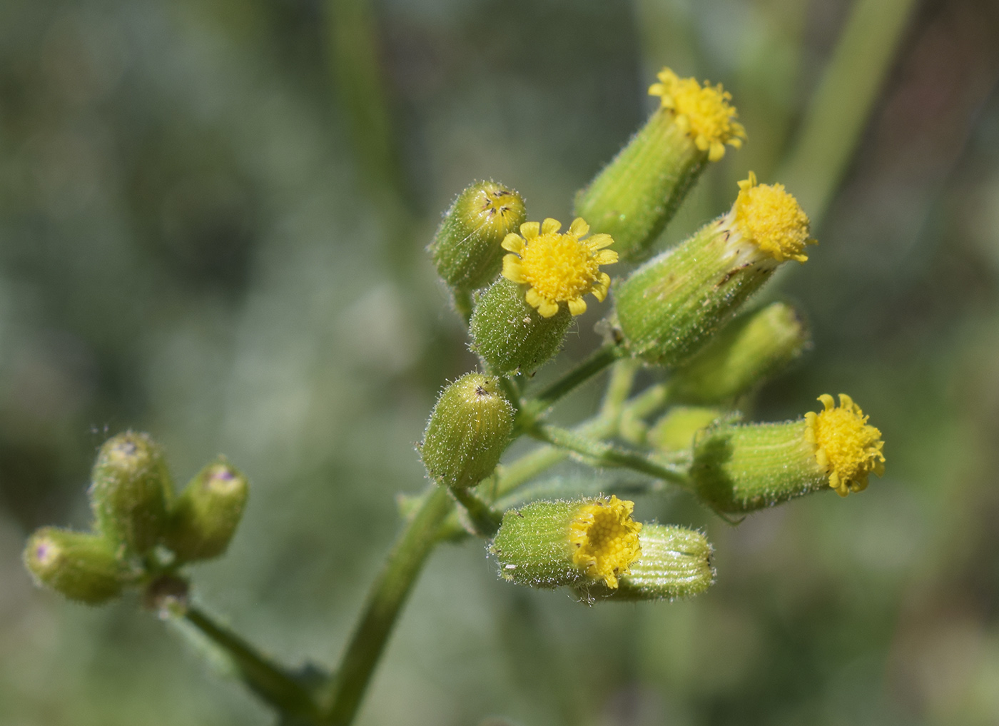 Image of Senecio lividus specimen.